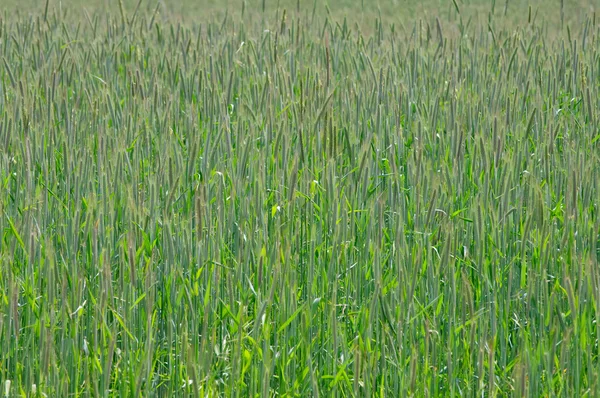 晩春の燕麦の畑 — ストック写真
