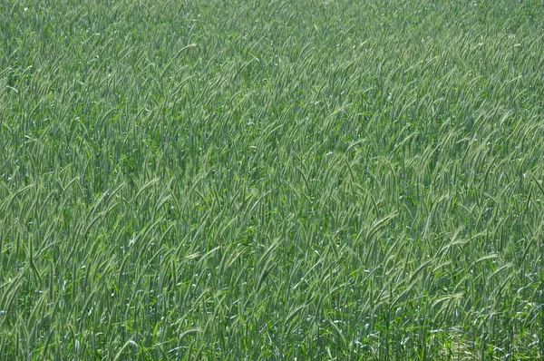 Getreidefeld im späten Frühling an einem sonnigen Tag — Stockfoto