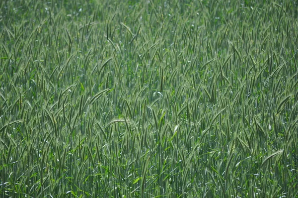 Campo de grãos no final da primavera em um dia ensolarado — Fotografia de Stock