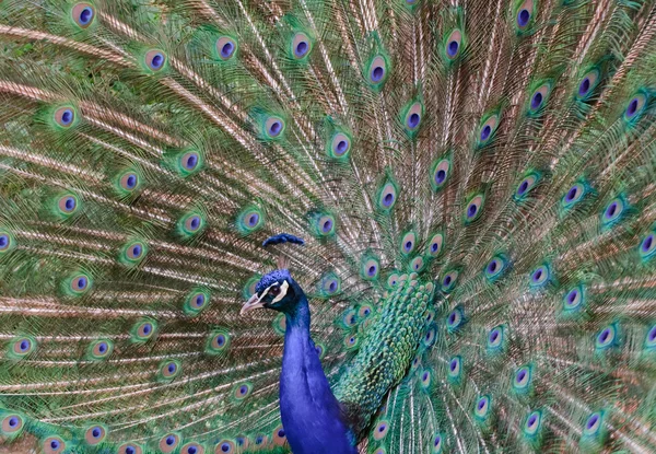 Pavo real azul (pavo cristatus ) — Foto de Stock