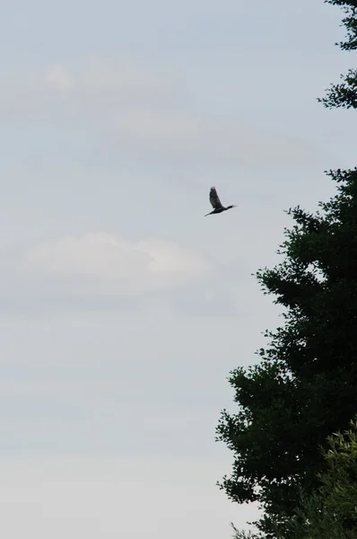 Oiseau seul volant dans le ciel de soirée d'été — Photo