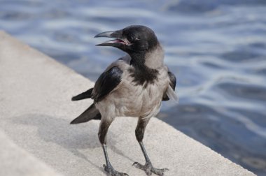 açılan Gaga ile yorgun dun karga