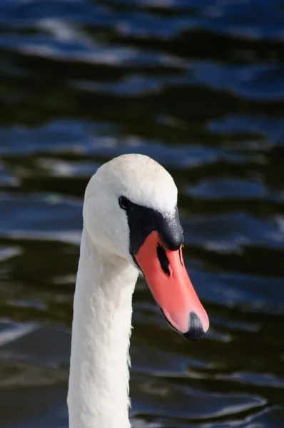 Mute swan looking straight into the camera — Stock Photo, Image