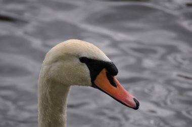 Mute swan - kuğu rengi - closeup başkanı görüntülemek