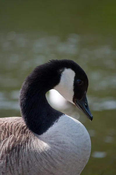 Canada goose - Branta canadensis - curls its neck into a S-shape — Stock Photo, Image