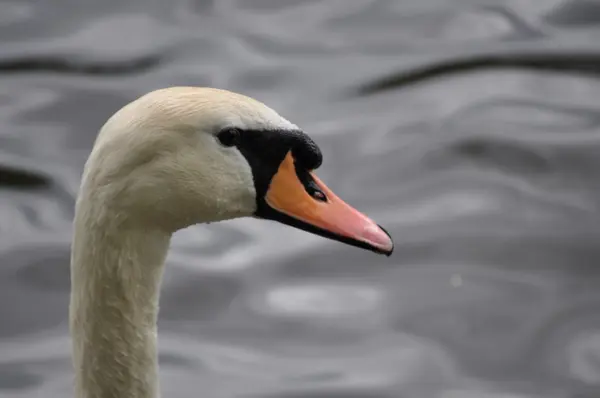 Szef zbliżenie łabędź niemy - Cygnus olor - Zobacz — Zdjęcie stockowe