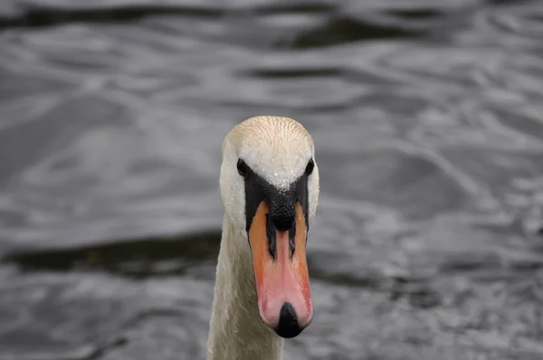 Head of a mute swan - Cygnus olor - with eye contact — Stock Photo, Image