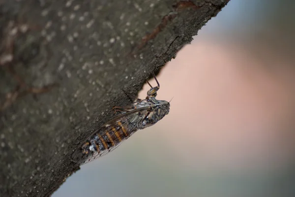 Singzikade (Cicadidae) - Cicada - lado esquerdo - pendurado em uma casca de árvore — Fotografia de Stock