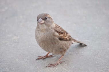 House serçe kadın - serçe ön sağ
