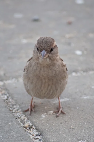 Huismus female - Sparrow is op zoek naar de camera - permanent op een stoep — Stockfoto