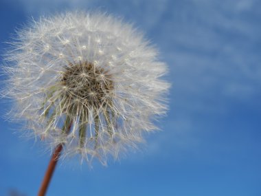 Closeup arka plan olarak mavi gökyüzü ile dandelion (karahindiba cins karahindiba)