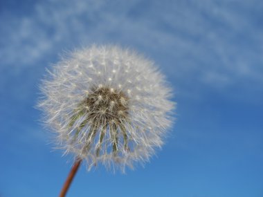 Closeup arka plan olarak mavi gökyüzü ile dandelion (karahindiba cins karahindiba)