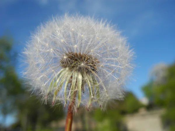 Primer plano de un diente de león (género de diente de león Taraxacum) con cielo azul y árboles verdes como fondo — Foto de Stock