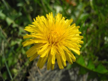 Leontodon (hawkbit) - gelbe Loewenzahnbluete