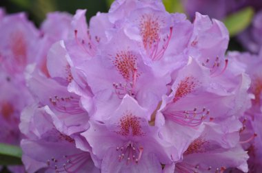 Pembe renkli ormangülü closeup görünümü