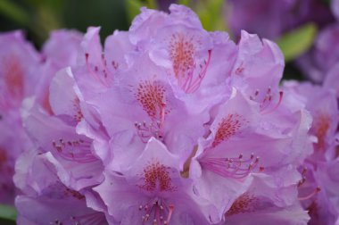 Pembe renkli ormangülü closeup görünümü