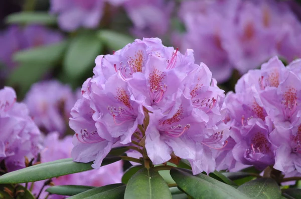 Rosa-färgade rhododendron — Stockfoto