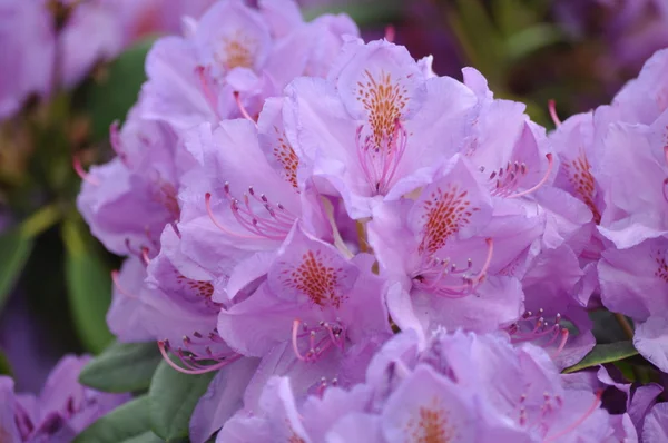 Rhododendron Pink színű — Stock Fotó