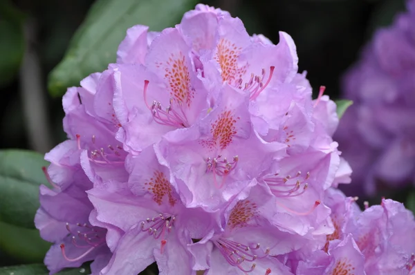 Rhododendron Pink színű — Stock Fotó