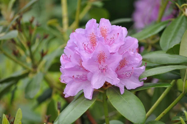 Rhododendron Pink színű — Stock Fotó