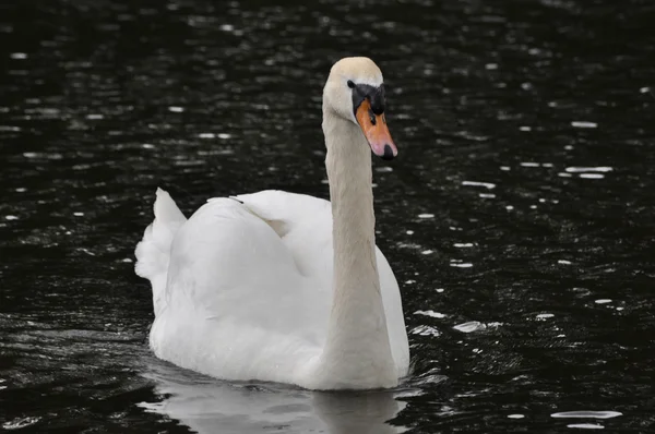 Angsa bisu - cygnus olor — Stok Foto