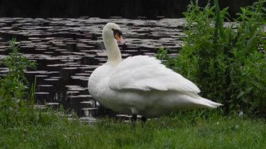 Sabahın erken saatlerinde su kenarında üzerinde israf içinde sessiz Kuğu
