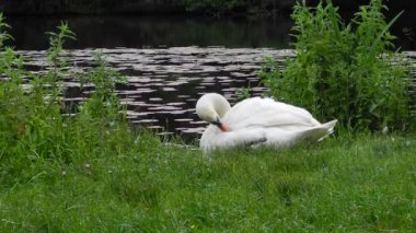 su kenarında - arka planda yüksek sesle birdsongs ile üzerinde israf içinde sessiz Kuğu