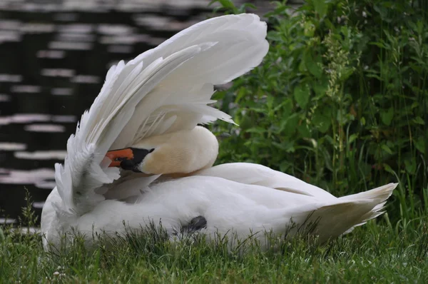 Piękny łabędź niemy (cygnus olor) w tym siedzi na krawędzi wody — Zdjęcie stockowe