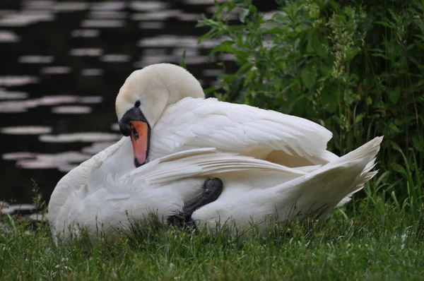 Beautiful mute swan in preening sitting on the waters edge - watching — Stock Photo, Image