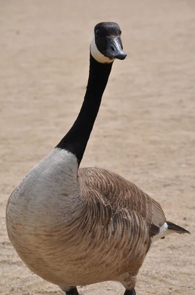 Oca canadese - Branta canadensis — Foto Stock