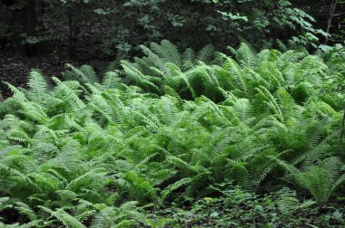 Fern (marattiaceae) büyük ağaçların gölgesinde