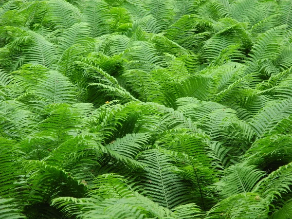 強烈な緑の色の葉のシダ (リュウビンタイ科) — ストック写真