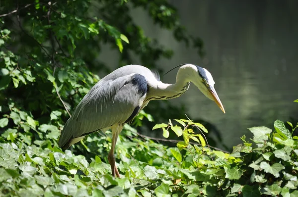 Airone grigio vicino alla riva in cerca di cibo - in attesa del momento giusto — Foto Stock