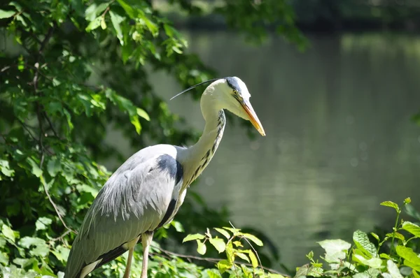 Airone grigio vicino alla riva in cerca di cibo — Foto Stock