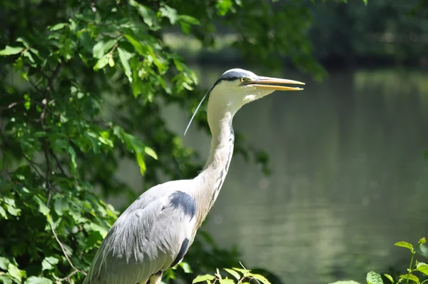 Grijze heron staande in de buurt van de kust - kijken — Stockfoto