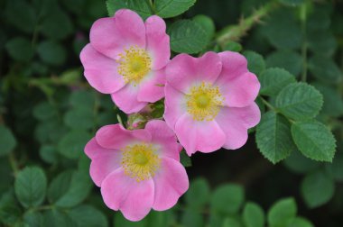 Üç pembe çiçek - rosa canina