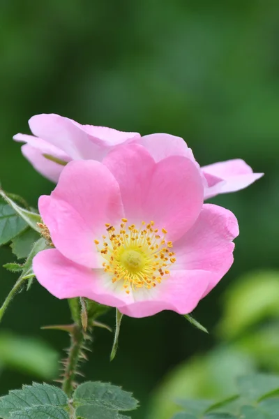 粉红色的花 (罗莎藤条) — 图库照片