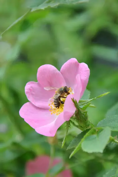 A single pink flower (rosa canina) and a honey bee at work — Stock Photo, Image