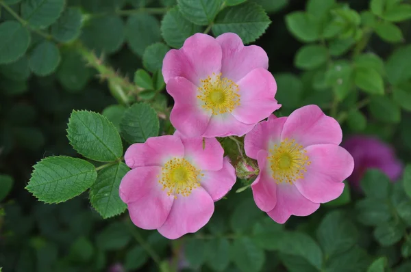 Tre rosa blommor - rosa canina, hund rosor, vilda brier — Stockfoto