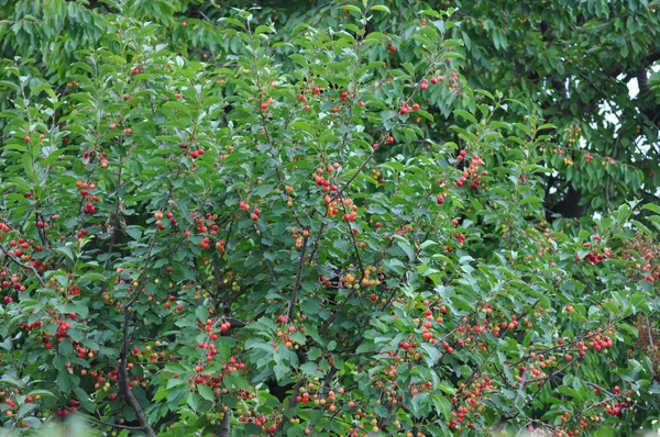 Em uma cerejeira com frutos maduros e não maduros - durante o começo de verão — Fotografia de Stock