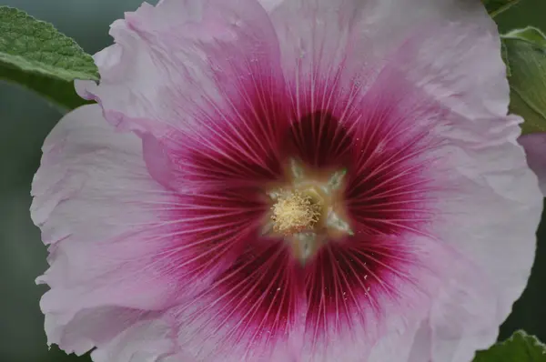 Hollyhocks (Alcea) in early summer — Stock Photo, Image