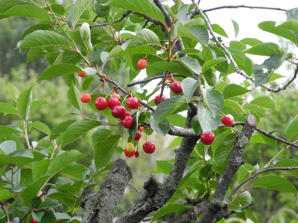 In a cherry tree with ripe and unripe fruits - during the summer beginning — Stock Photo, Image