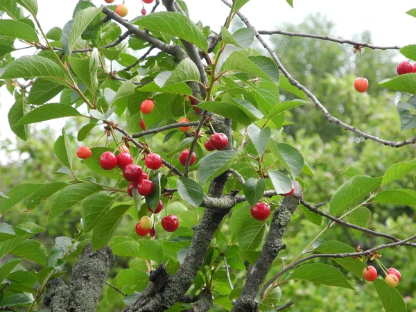 In a cherry tree with ripe and unripe fruits - during the summer beginning — Stock Photo, Image