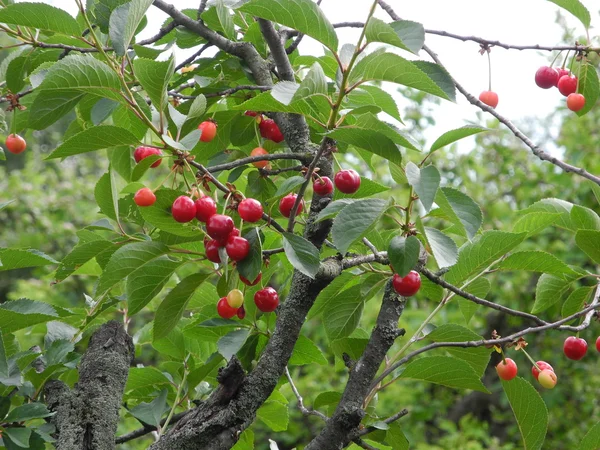 In a cherry tree with ripe and unripe fruits - during the summer beginning — Stock Photo, Image