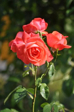 pembe-kırmızı gül