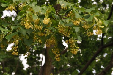 ıhlamur ağacı çiçeği