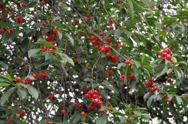 Bir sürü kiraz kiraz ağacı