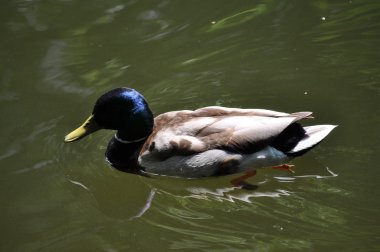 Male duck (Anas platyrhynchos)