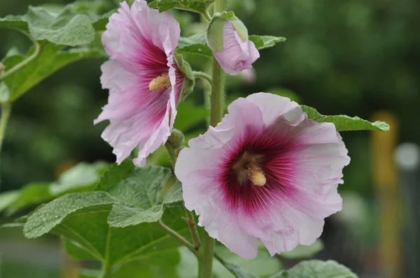 Hollyhocks (Alcea) — Stock Photo, Image