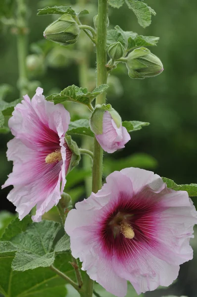 Hollyhocks (kaasjeskruid) — Stockfoto